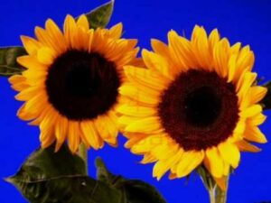 Tujhme Aur Teri Yaad Lyrics - Agam Kumar Nigam