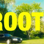 Roots